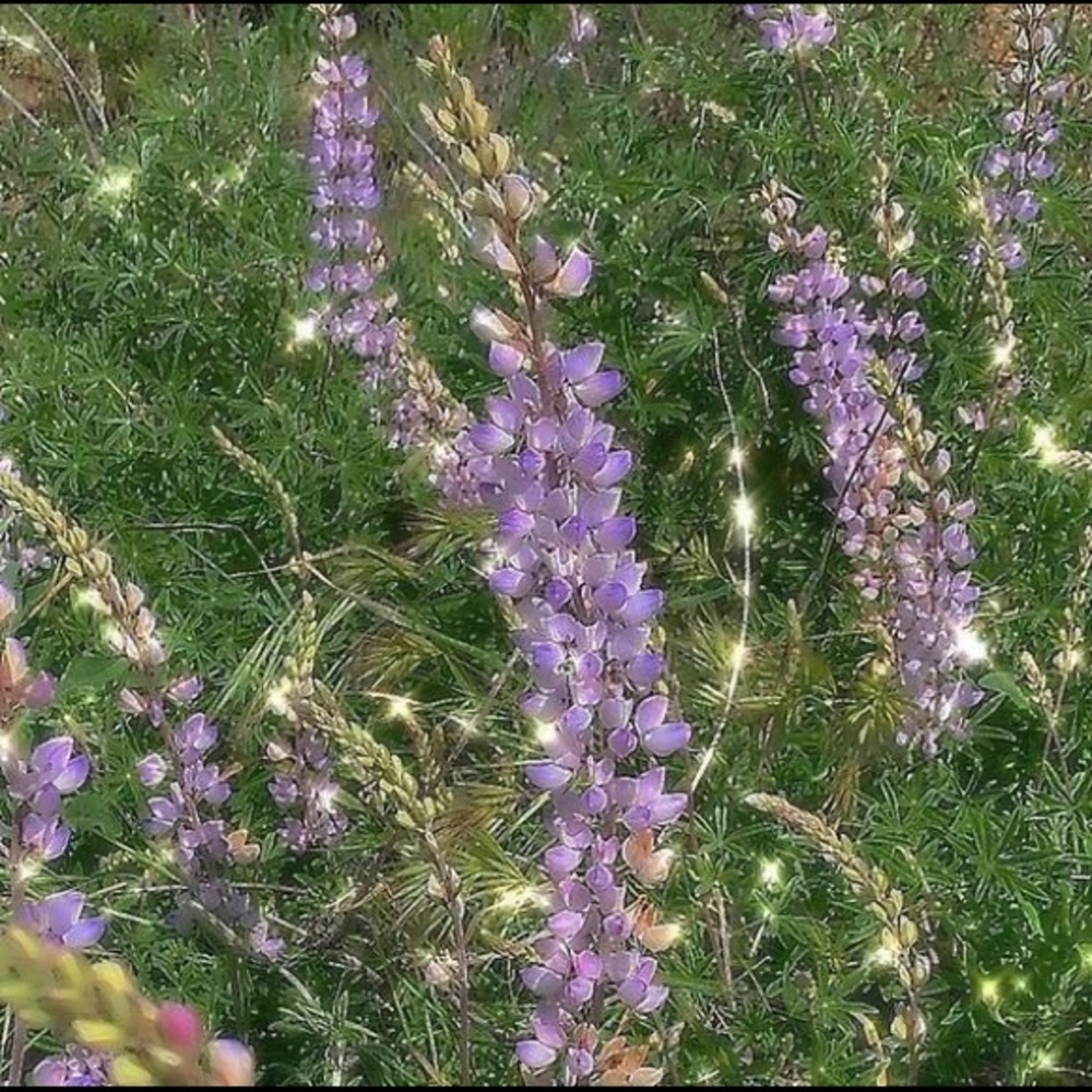 Meet your Posher, Kaleizah